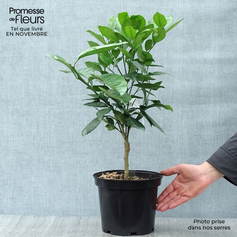 Example of Oranger - Citrus sinensis Washington Navel  Pot de 4L/5L, 1/4 de tige as you get in automne