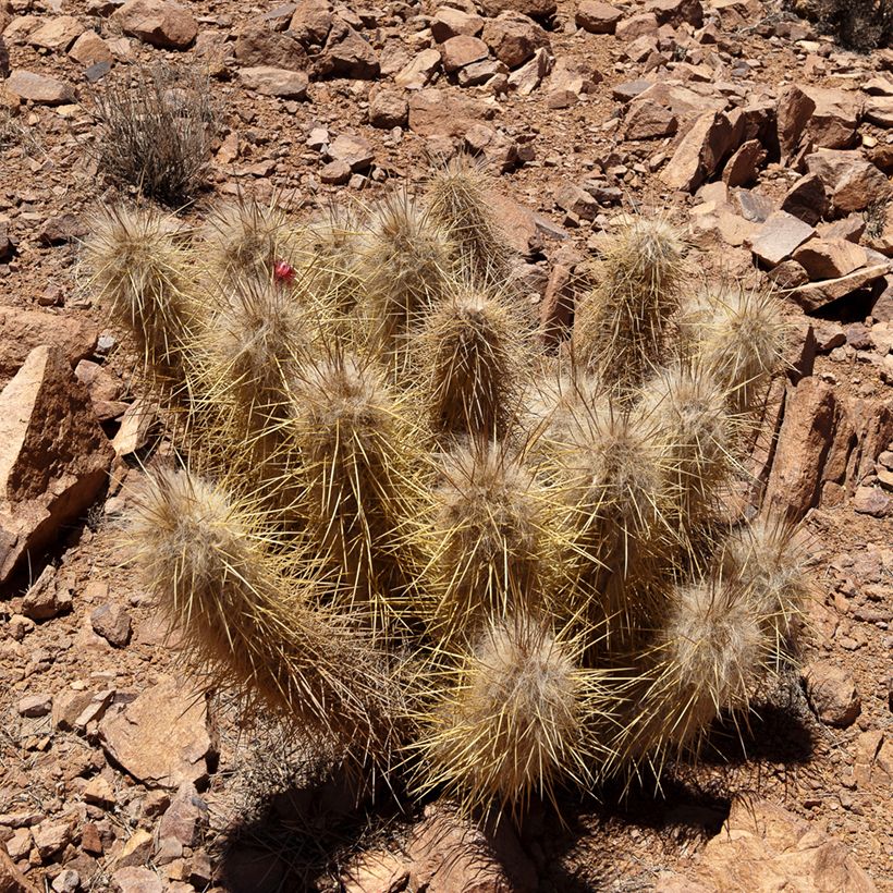 Oreocereus leucotrichus - Cactus cierge (Plant habit)