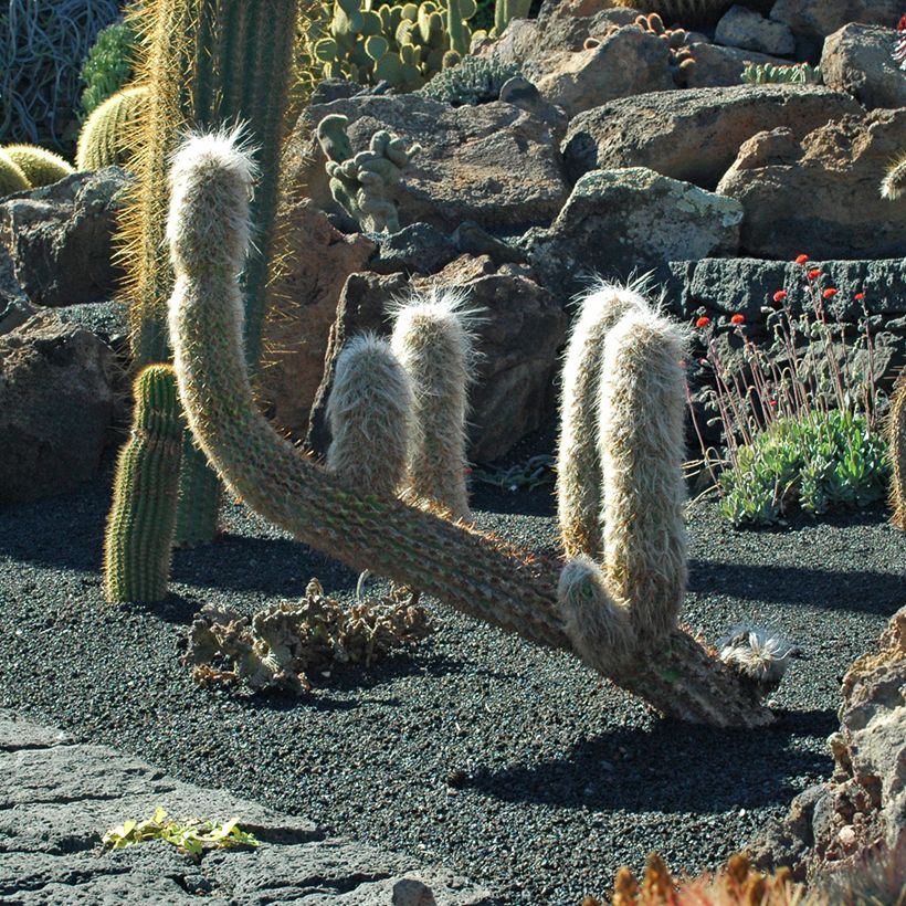 Oreocereus trollii - Vieil homme des Andes (Plant habit)