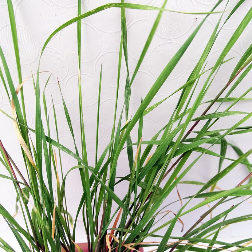 Orge à crinière - Hordeum jubatum (Foliage)