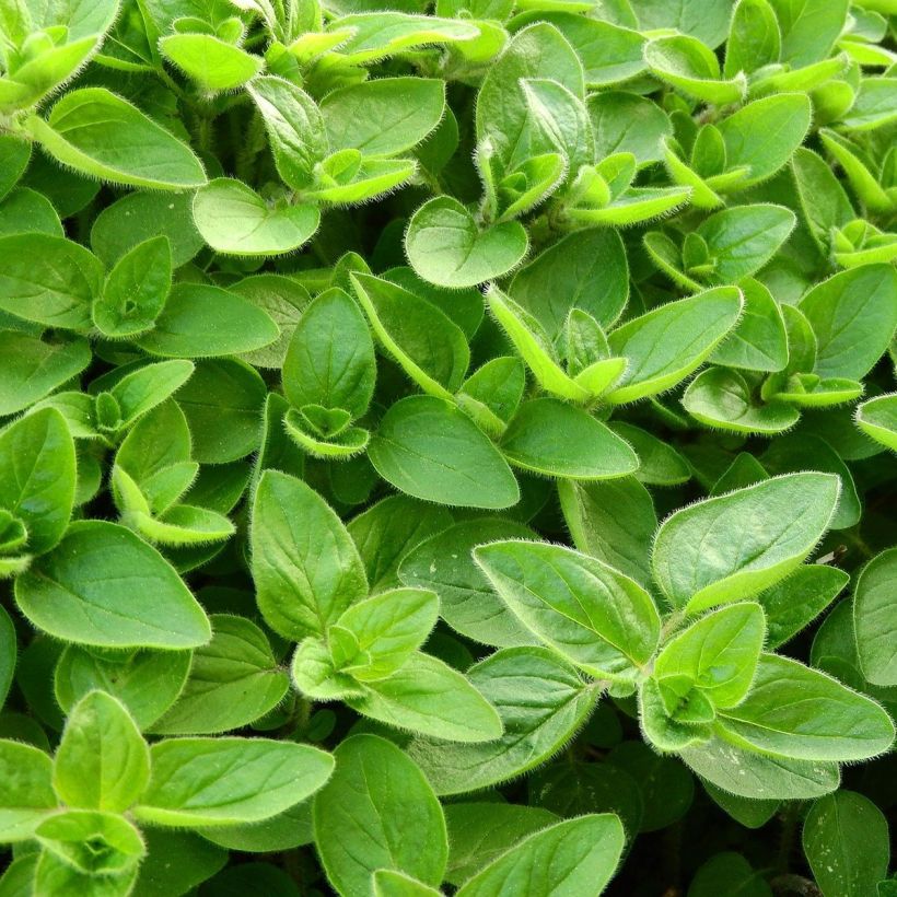 Marjolaine pizza - Origanum majorana (Foliage)