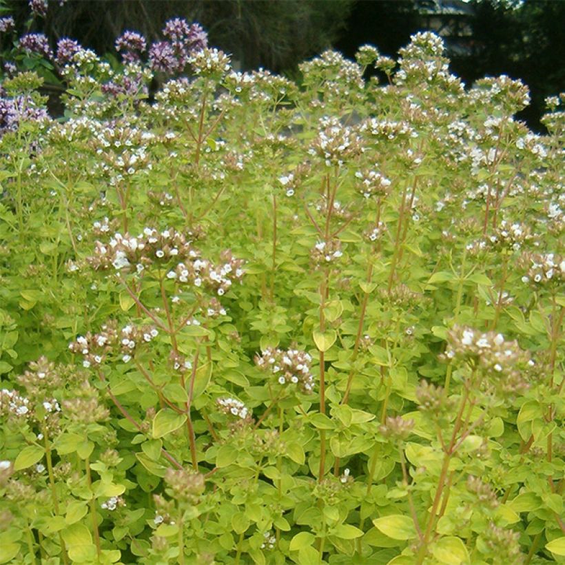 Origan doré - Origanum vulgare Aureum (Flowering)