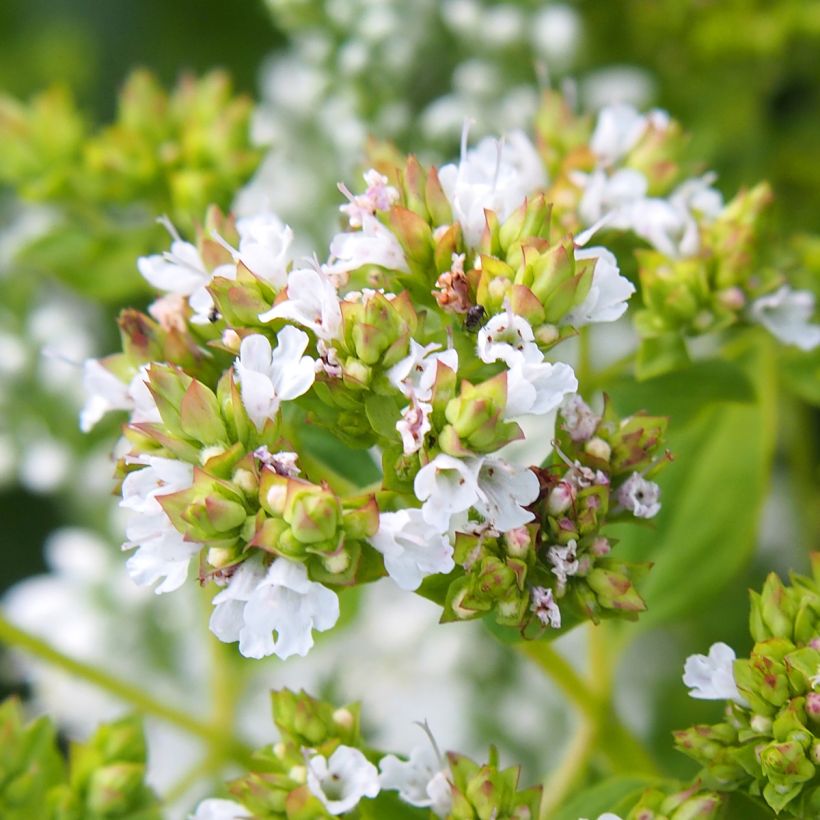 Origanum vulgare Thumbles Variety - Origan commun doré (Flowering)