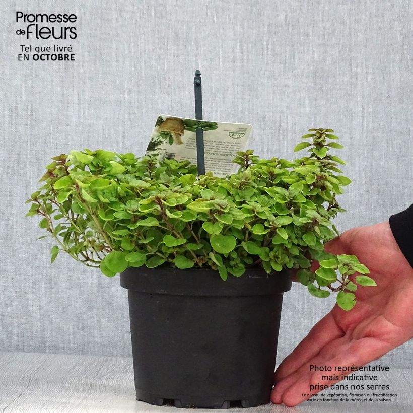 Example of Origanum vulgare Thumbles Variety - Origan commun doré Pot de 1,5L/2L as you get in automne