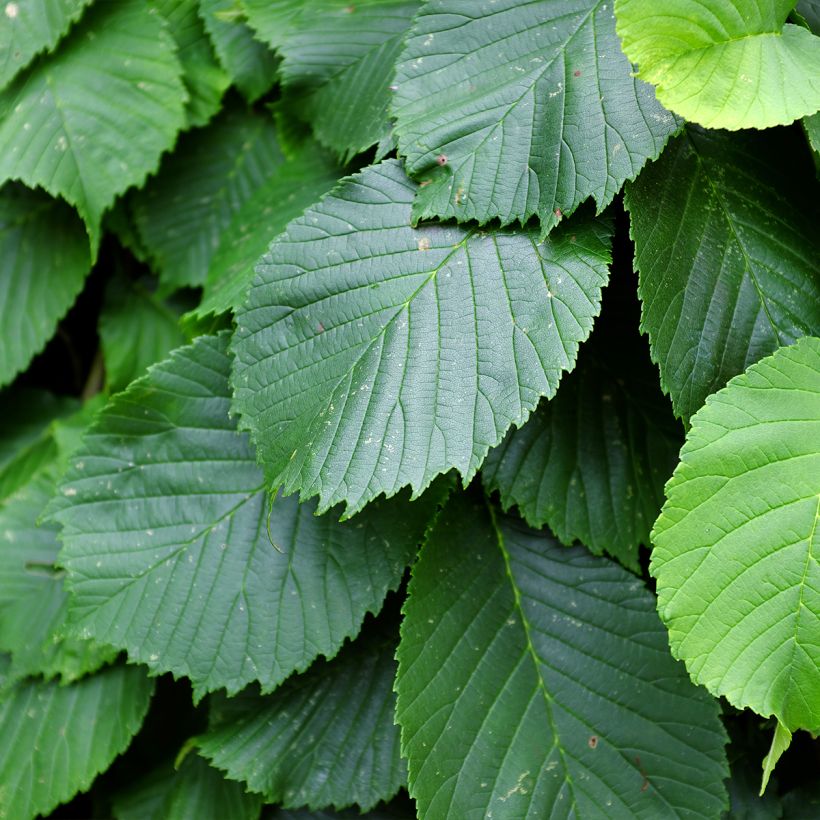 Orme à petites feuilles - Ulmus glabra Pendula (Foliage)