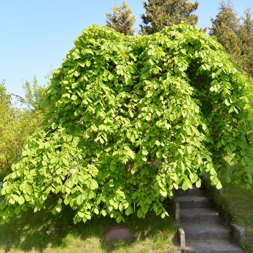 Orme à petites feuilles - Ulmus glabra Pendula (Plant habit)