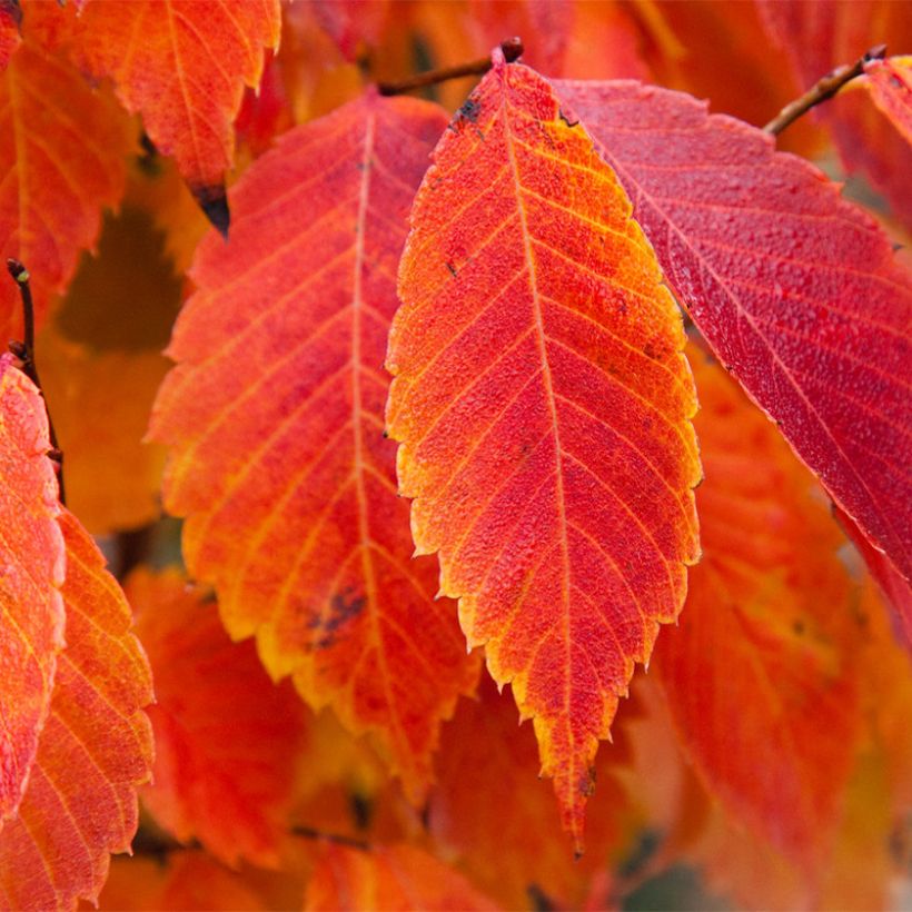 Zelkova serrata Goblin - Orme de Sibérie (Foliage)
