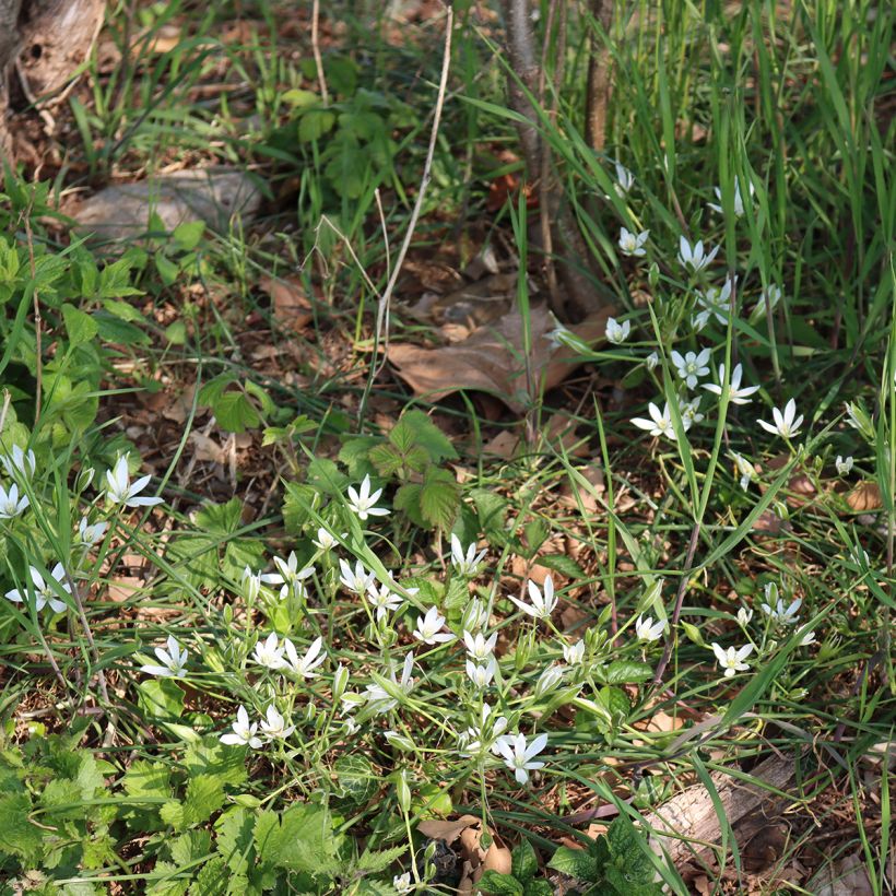 Ornithogale umbellatum - Dame d'onze heures (Plant habit)