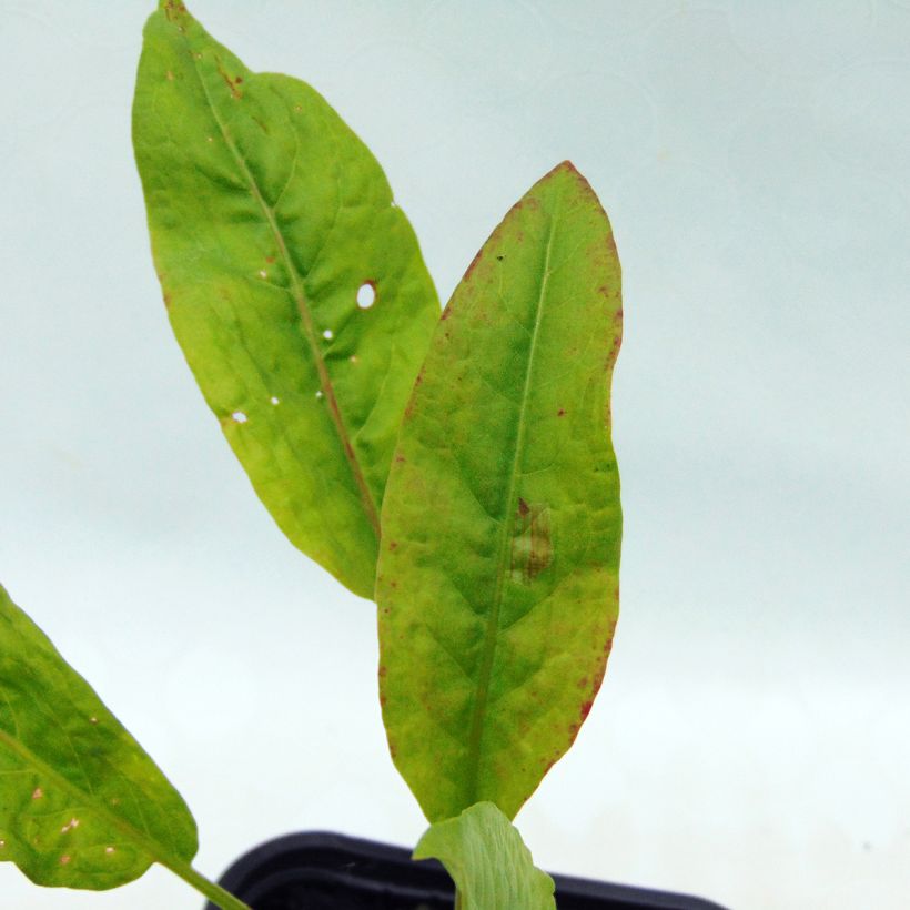 Oseille-Epinard BIO - Patience - Rumex patientia (Foliage)