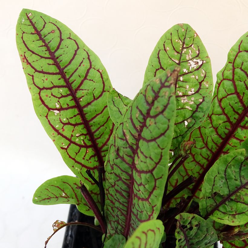 Oseille sanguine - Rumex sanguineus (Foliage)