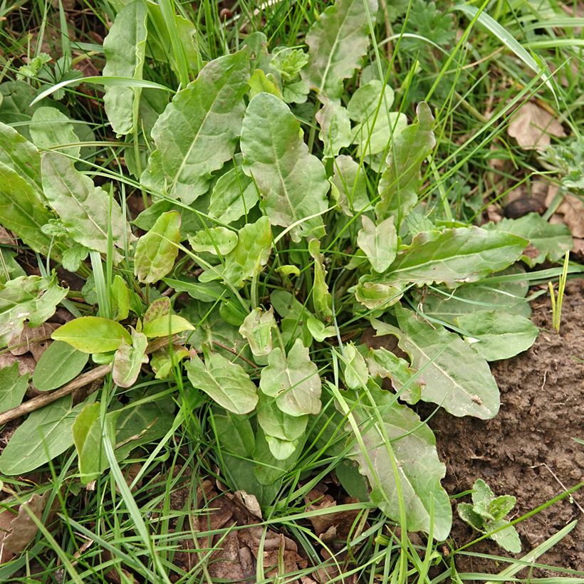 Oseille sauvage - Rumex acetosa - graines (Plant habit)