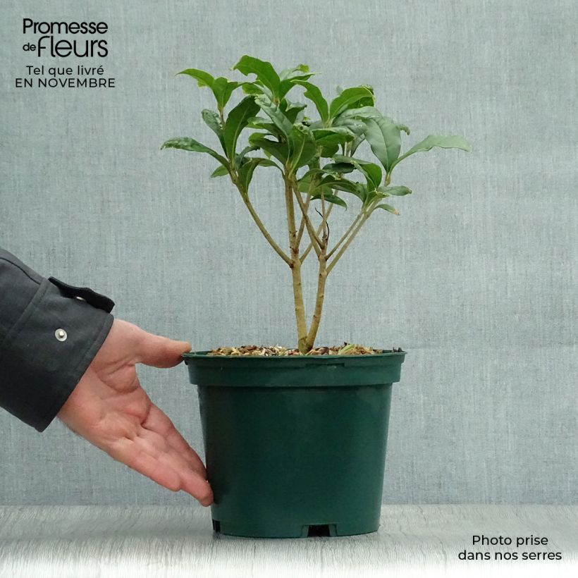 Example of Osmanthus fragrans Aurantiacus - Osmanthe parfumé Pot de 2L/3L as you get in automne