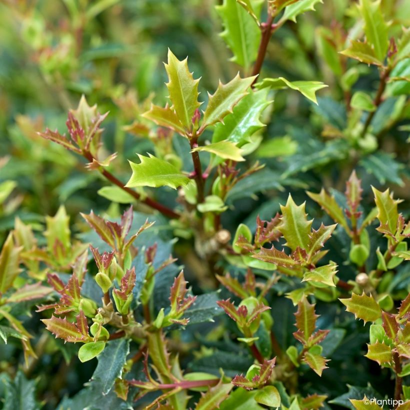Osmanthus heterophyllus Perfume Party - Osmanthe (Foliage)