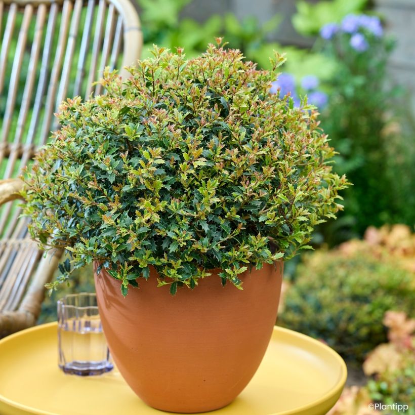 Osmanthus heterophyllus Perfume Party - Osmanthe (Plant habit)