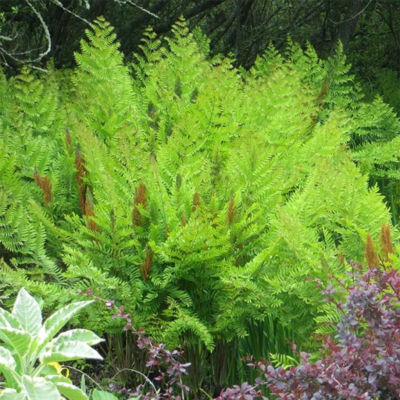 Osmunda regalis Purpurascens - Osmonde royale, fougère (Plant habit)