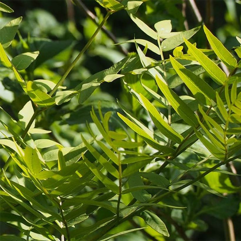 Osmunda japonica - Fougère (Foliage)