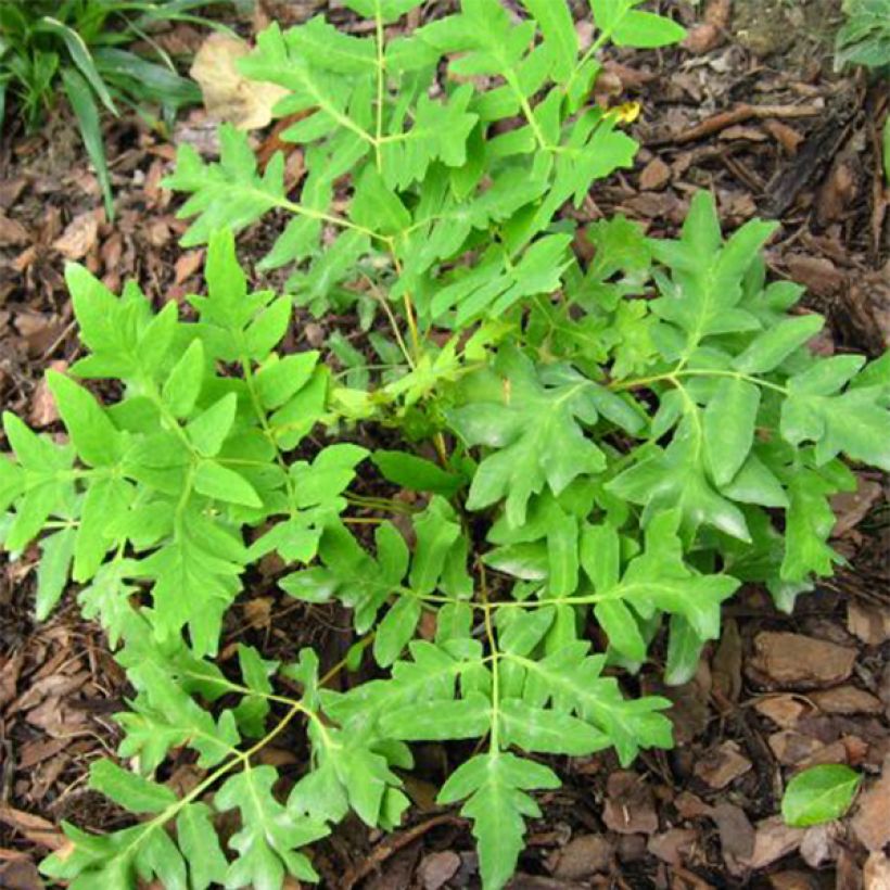 Osmunda regalis Cristata - Osmonde royale, fougère (Foliage)