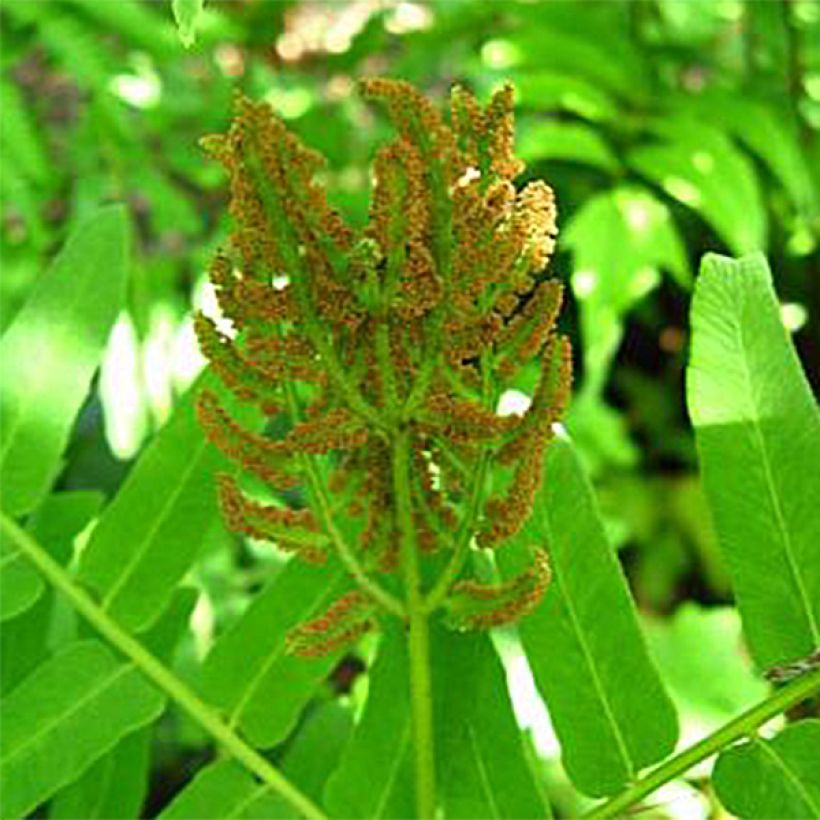 Osmunda regalis Cristata - Osmonde royale, fougère (Flowering)