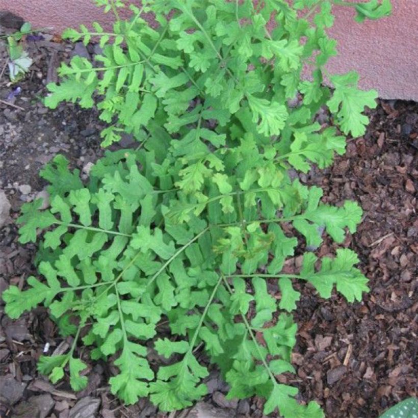 Osmunda regalis Cristata - Osmonde royale, fougère (Plant habit)