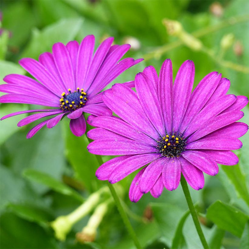 Osteospermum Deep Purple  (Flowering)