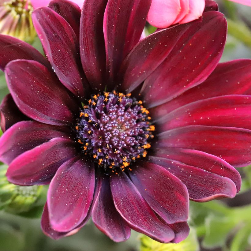 Osteospermum Dalina Red Dark (Flowering)