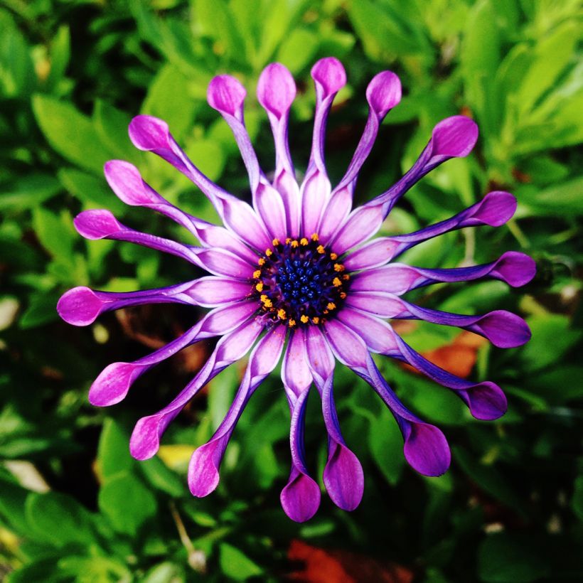 Osteospermum Flower Power Spider Pink (Flowering)