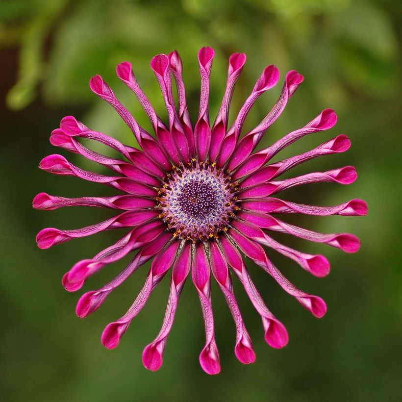 Osteospermum Flower Power Spider Purple (Flowering)