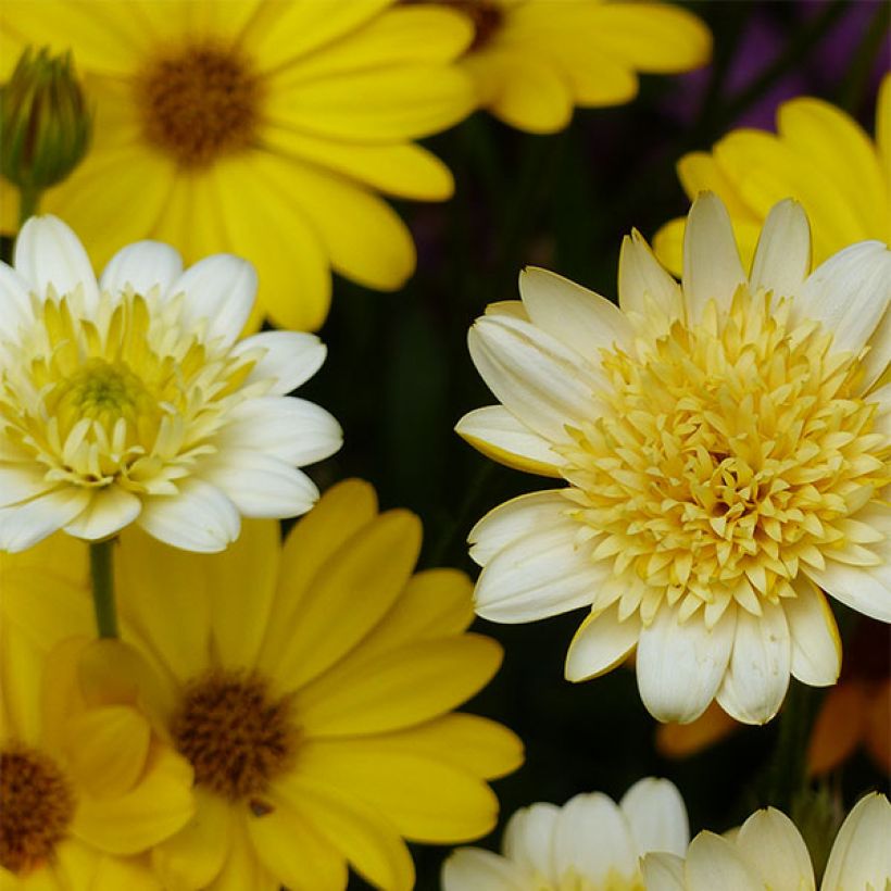 Osteospermum Summersmile Double Golden Yellow (Flowering)