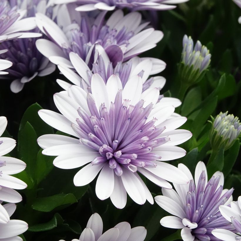 Osteospermum ecklonis 3D Steel Blue (Flowering)