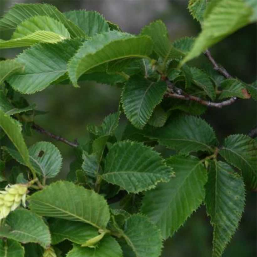 Charme houblon - Ostrya carpinifolia (Foliage)
