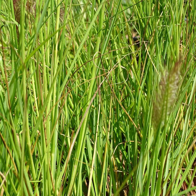 Pennisetum alopecuroides Cassian - Herbe aux écouvillons (Foliage)