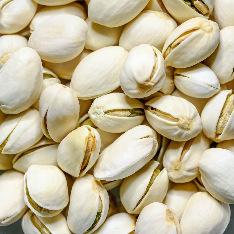 Pistachier femelle Kerman - Pistacia vera  (Harvest)