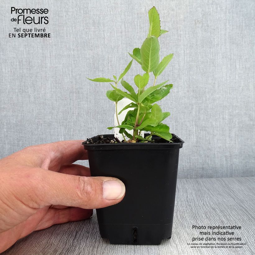 Example of Platycodon grandiflorus Fuji Blue Godet de 8/9 cm as you get in automne