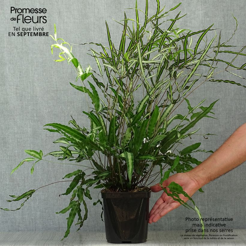 Example of Pteris nipponica - Fougère Pot de 3L/4L as you get in automne
