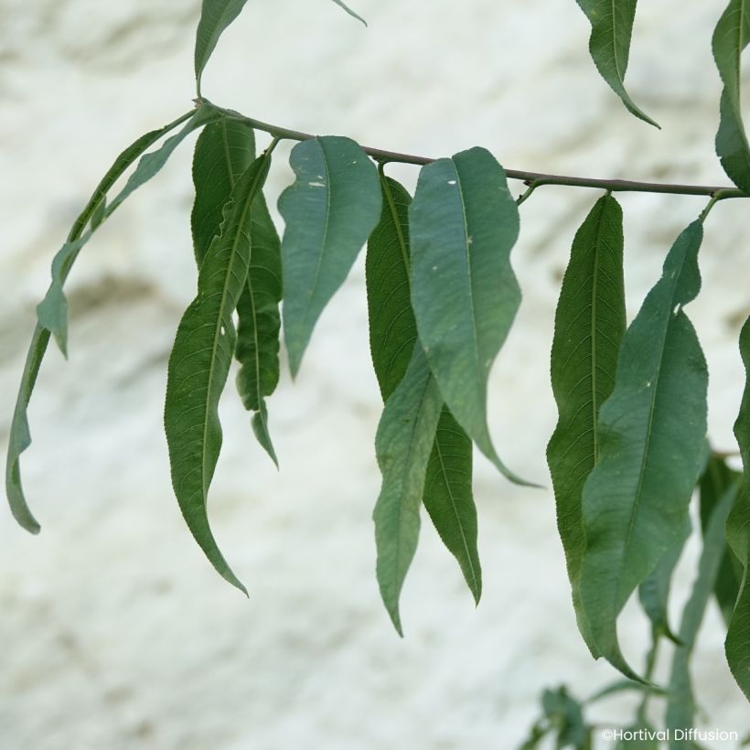 Pêcher Golden Caesar - Pêche de vigne (Foliage)