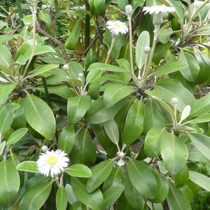 Pachystégia insignis Daizea - Marguerite de Nouvelle-Zélande (Foliage)
