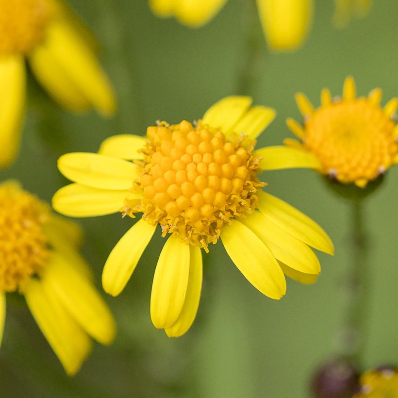 Packera aurea - Séneçon doré, séneçon jacobée (Flowering)