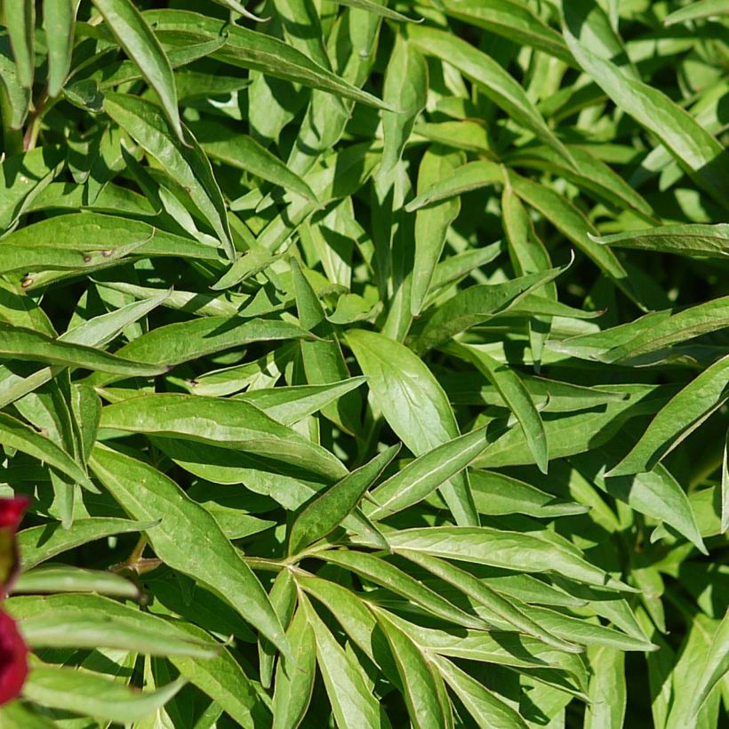 Pivoine Early Scout (Foliage)