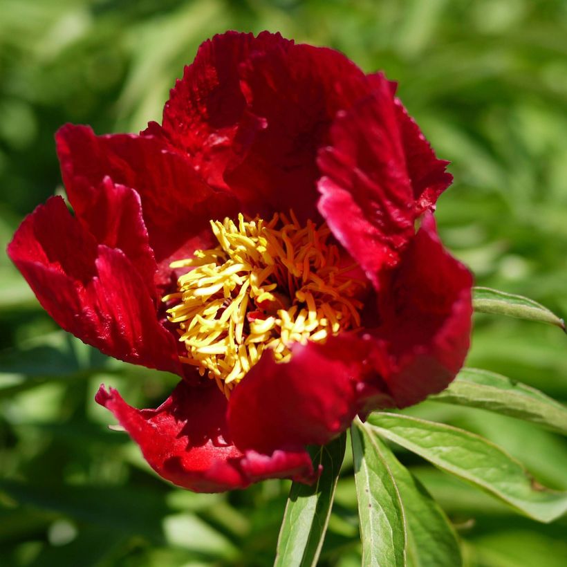 Pivoine Early Scout (Flowering)