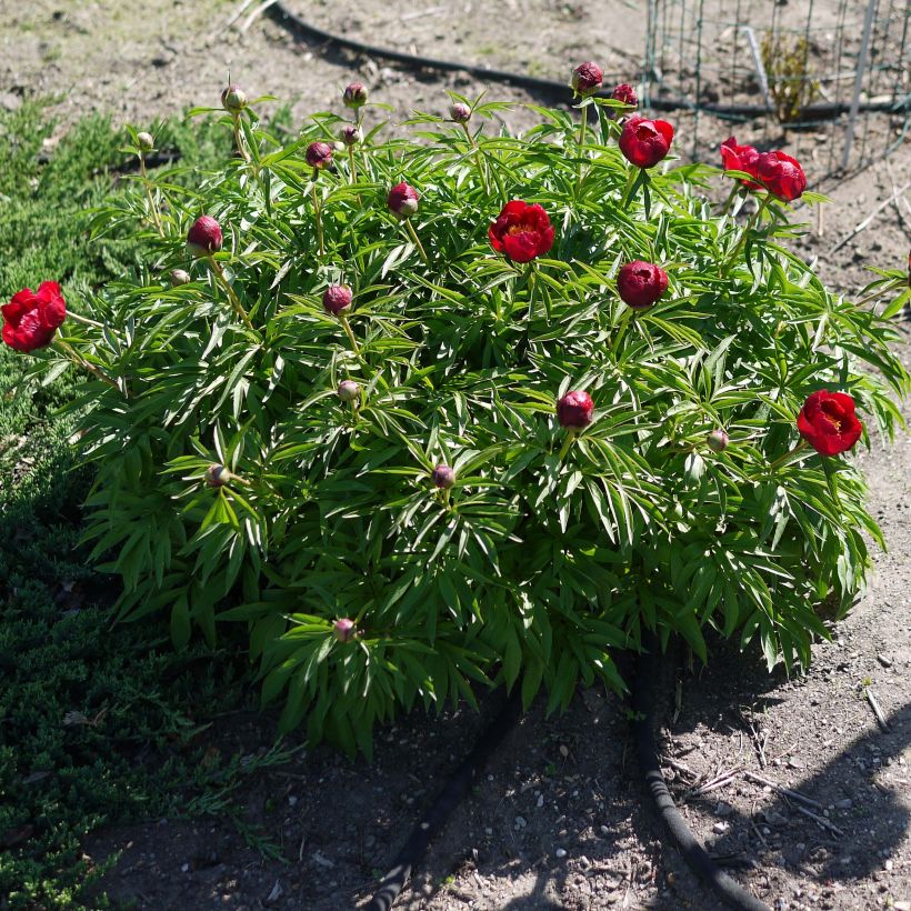Pivoine Early Scout (Plant habit)