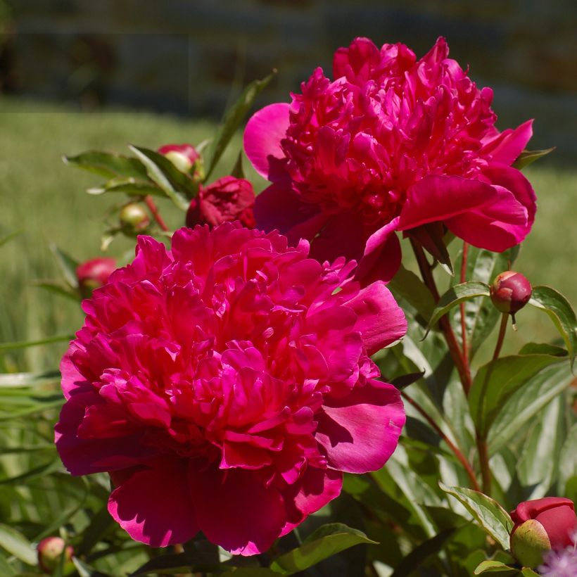 Pivoine lactiflora Big Ben (Flowering)