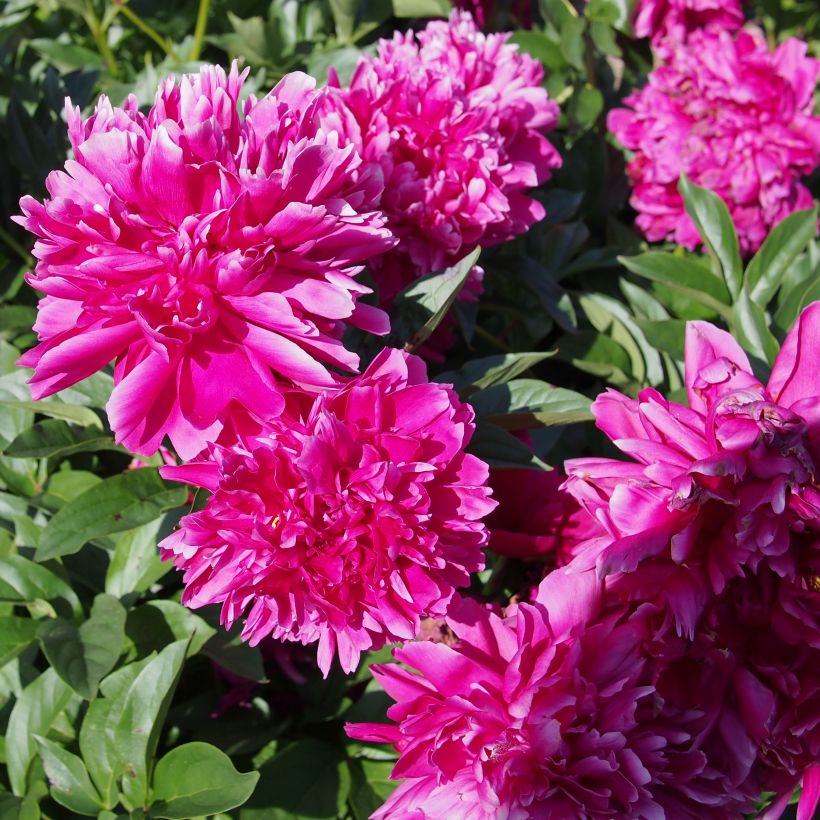 Pivoine lactiflora Karl Rosenfield (Flowering)