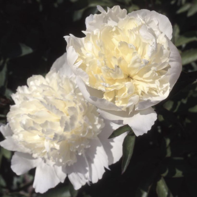 Pivoine lactiflora Laura Dessert (Flowering)