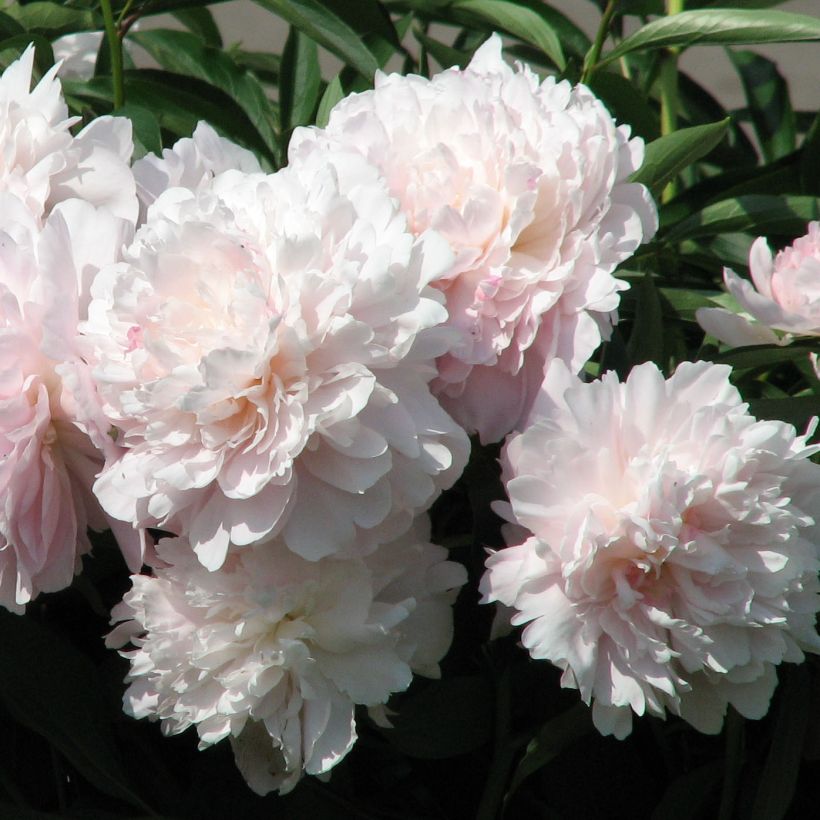 Pivoine lactiflora Madame Calot (Flowering)