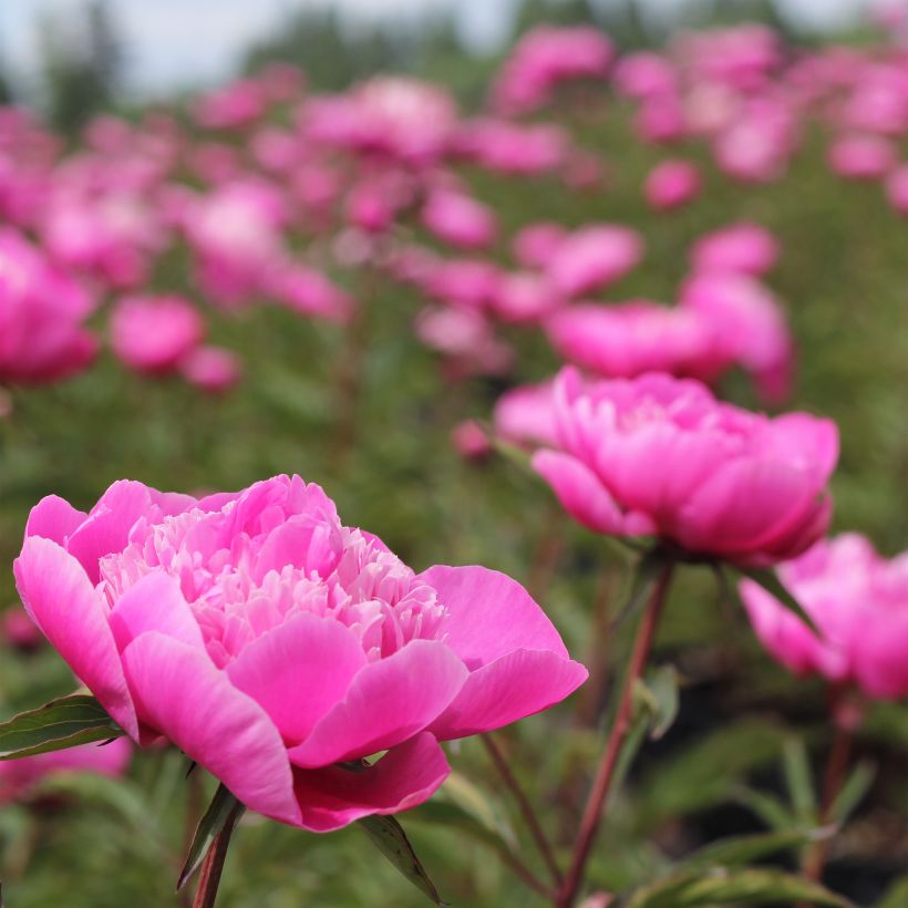 Pivoine lactiflora Madame Emile Debatène (Plant habit)
