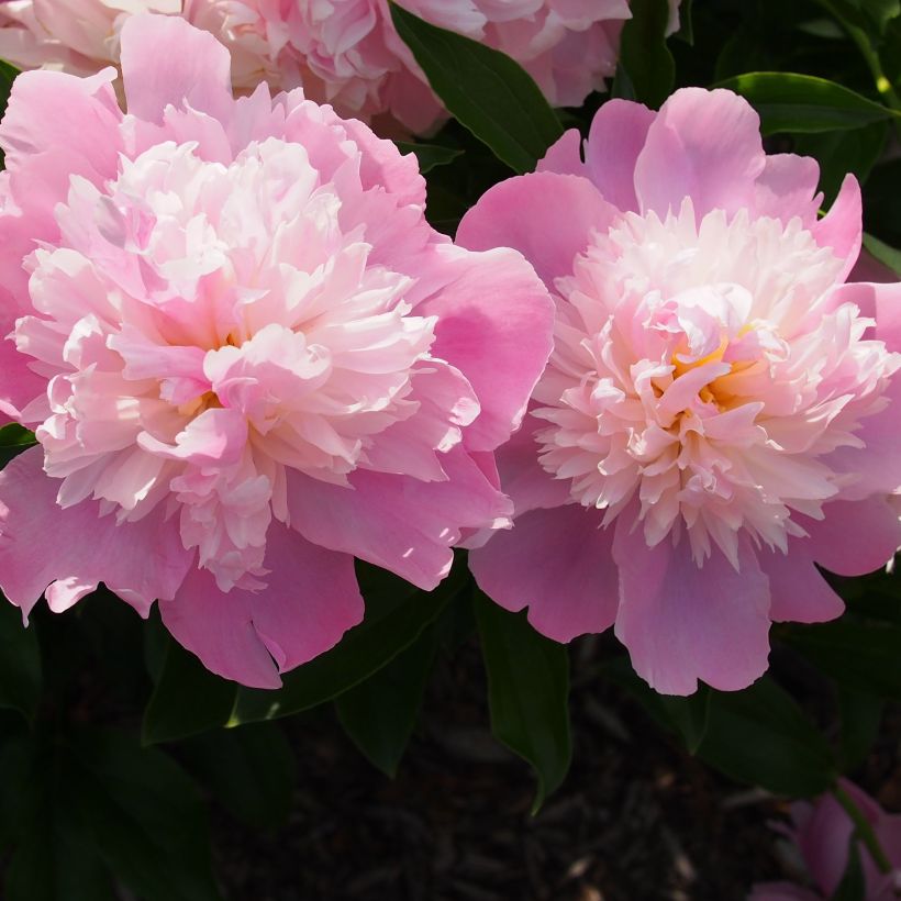 Pivoine lactiflora Monsieur Jules Elie (Flowering)