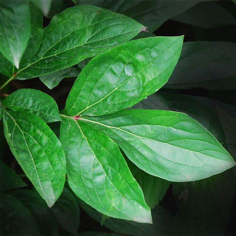 Pivoine lactiflora Primevère  (Foliage)