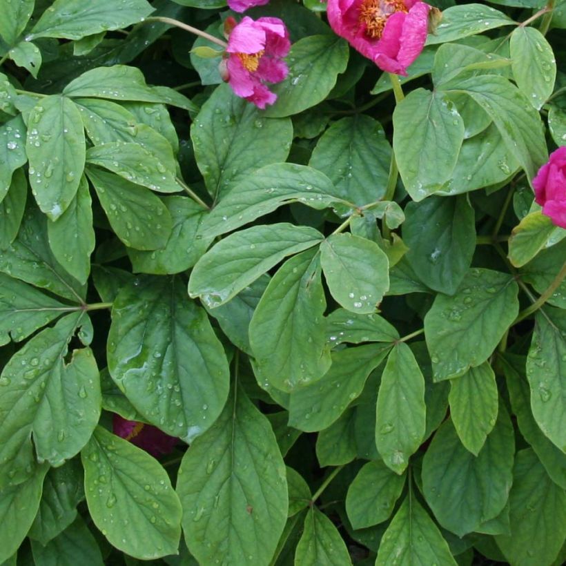 Pivoine botanique - Paeonia mascula (Foliage)