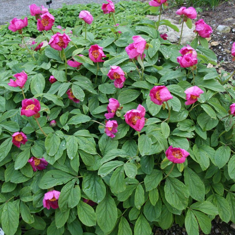Pivoine botanique - Paeonia mascula (Plant habit)