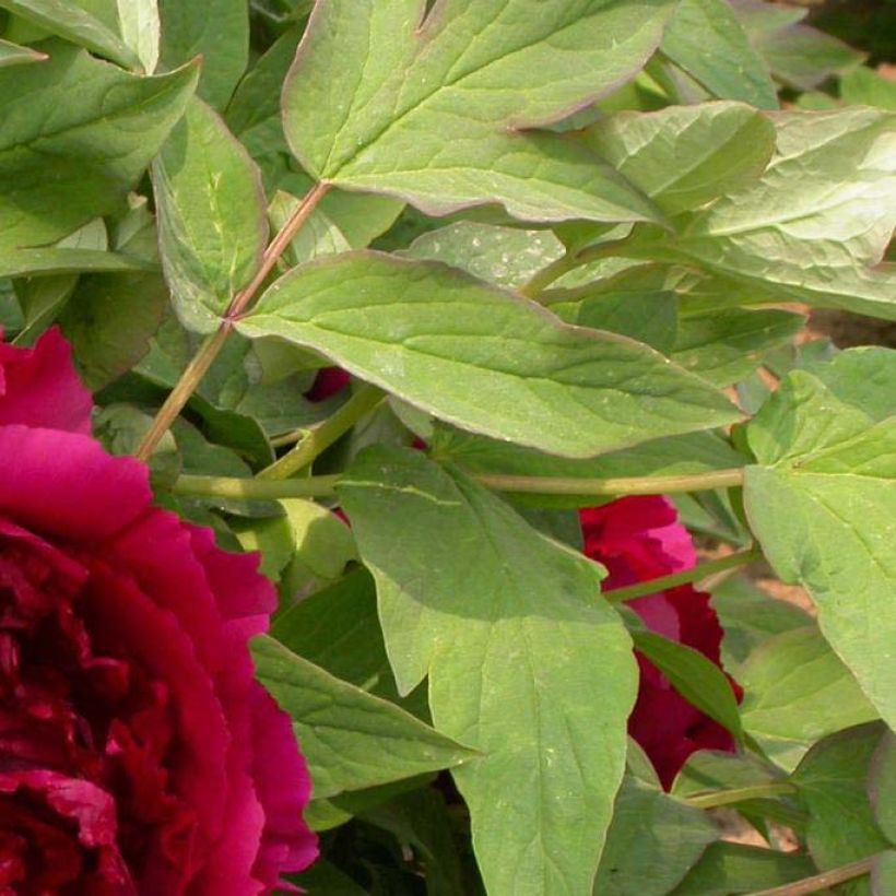Pivoine arbustive 15 Wu Jin Yao Hui - Paeonia suffruticosa (Foliage)